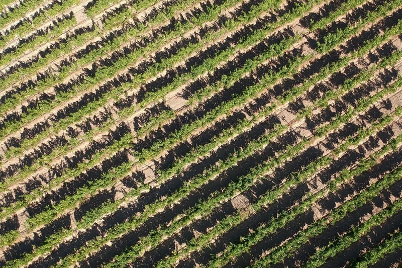 Provence legnépszerűbb szőlőfajtái