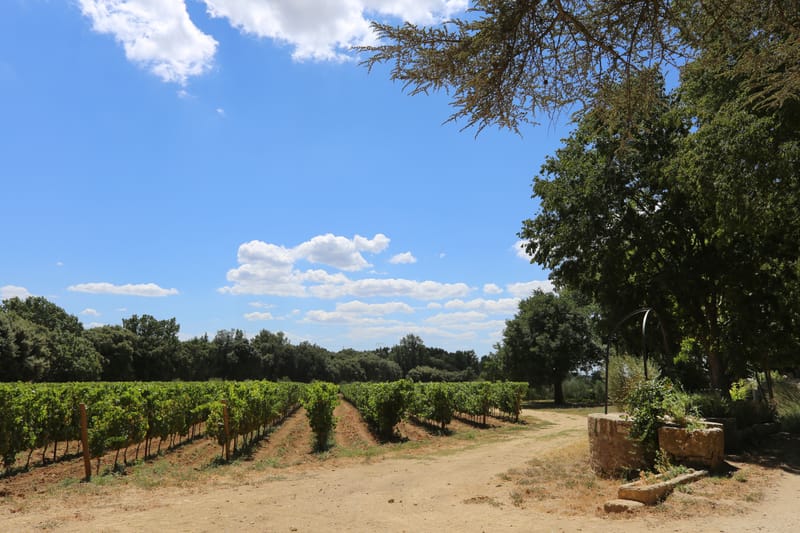 Bortermesztés biodinamikusan