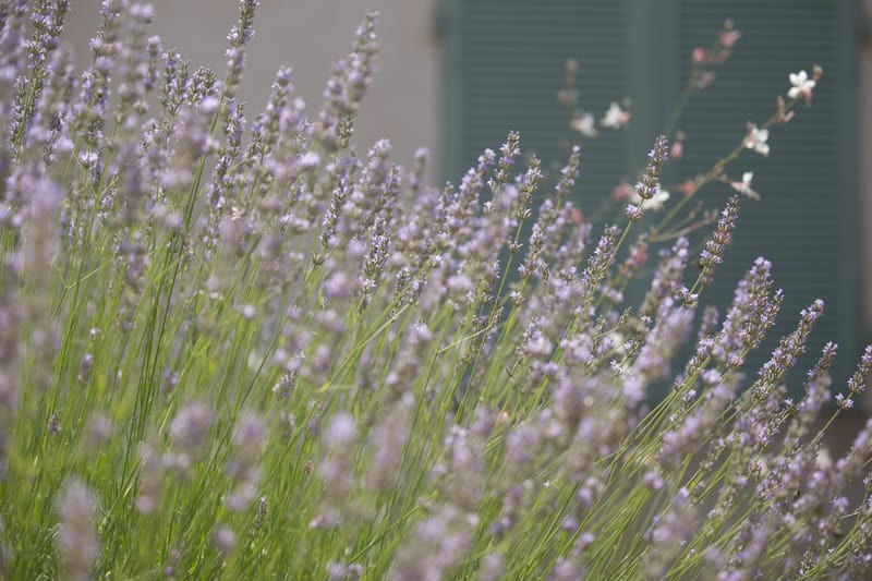 Provence és a levendula