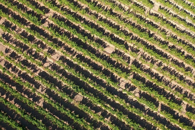 Az éghajlatváltozás hatása a borászatra
