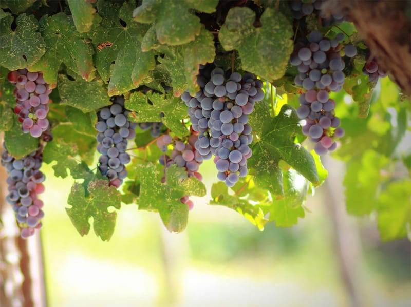 Miért a szőlő?
