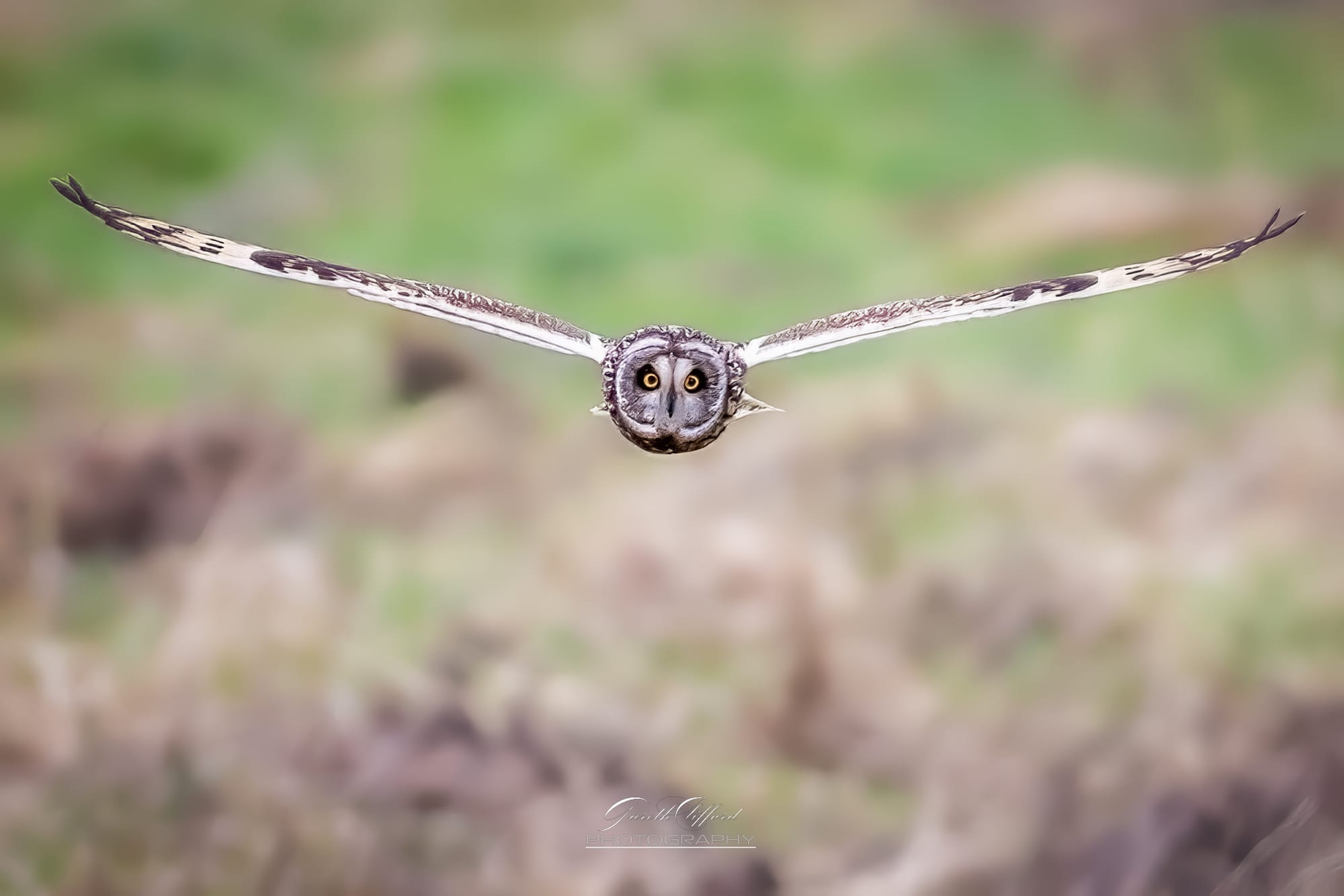 Short Eared Owl