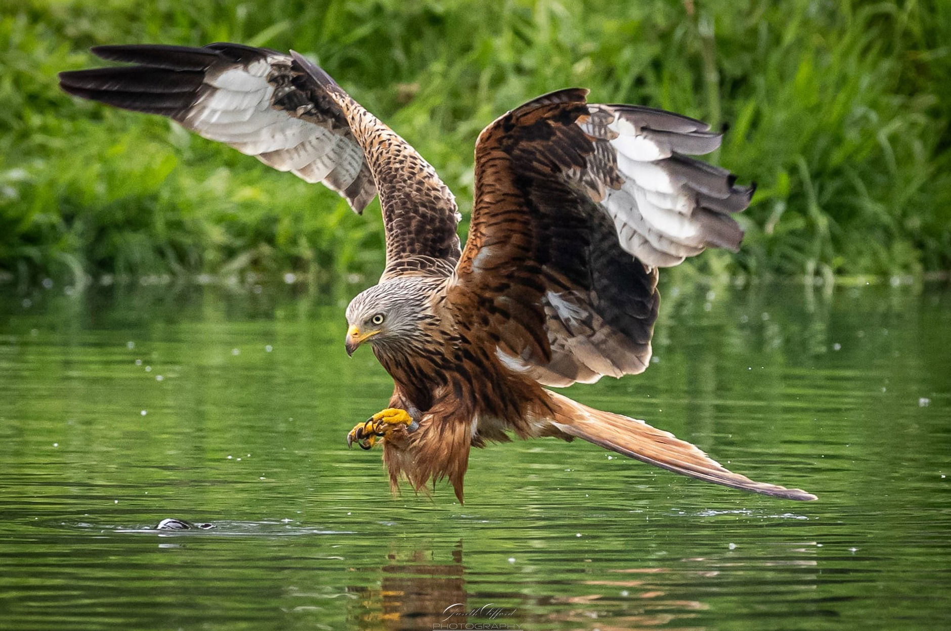 Red Kite fishing