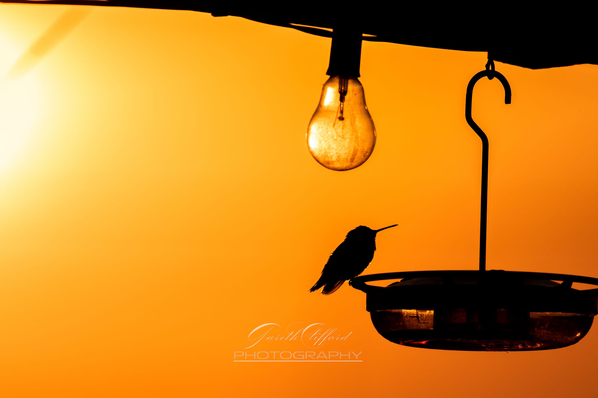 Humming Bird Silhouette