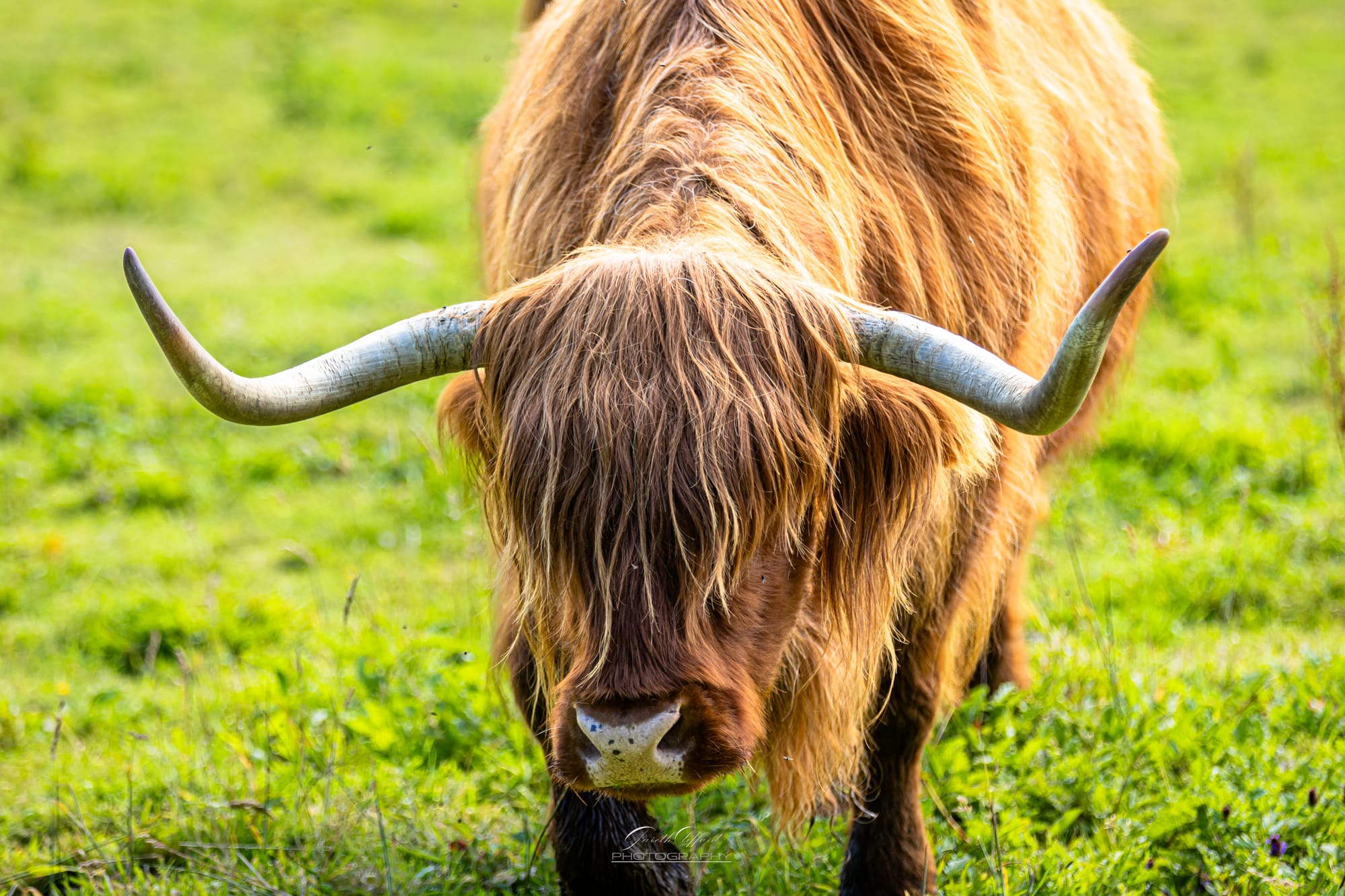 Highland Cow