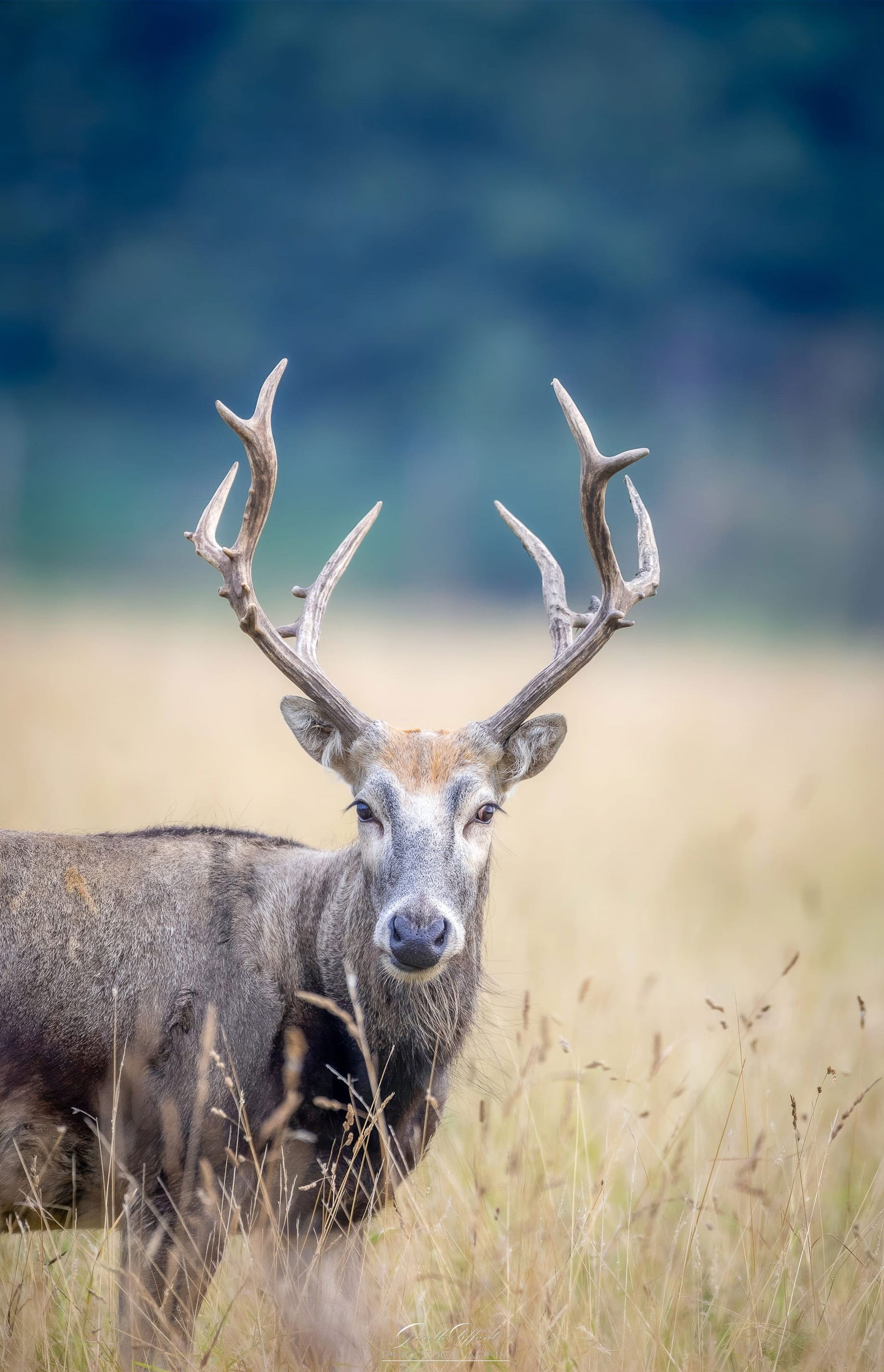 Pere David Deer