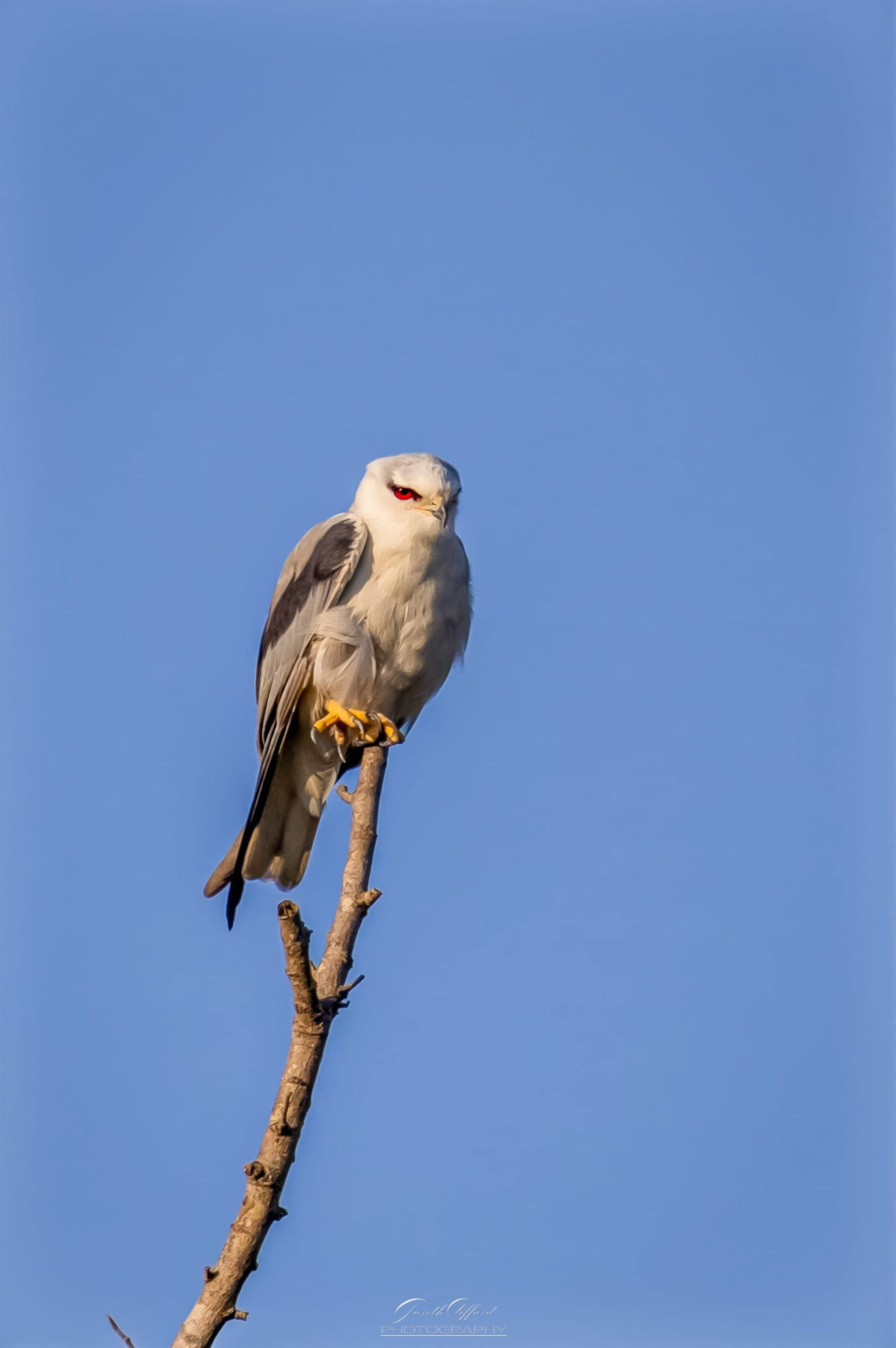 Black Shouldered Kite