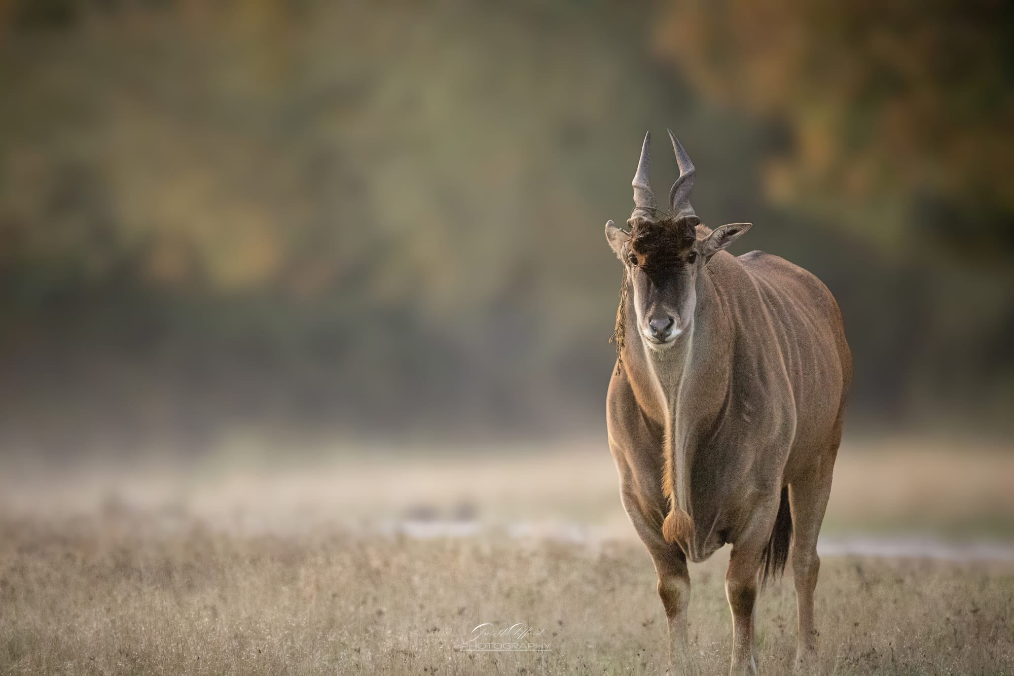 Cape Eland