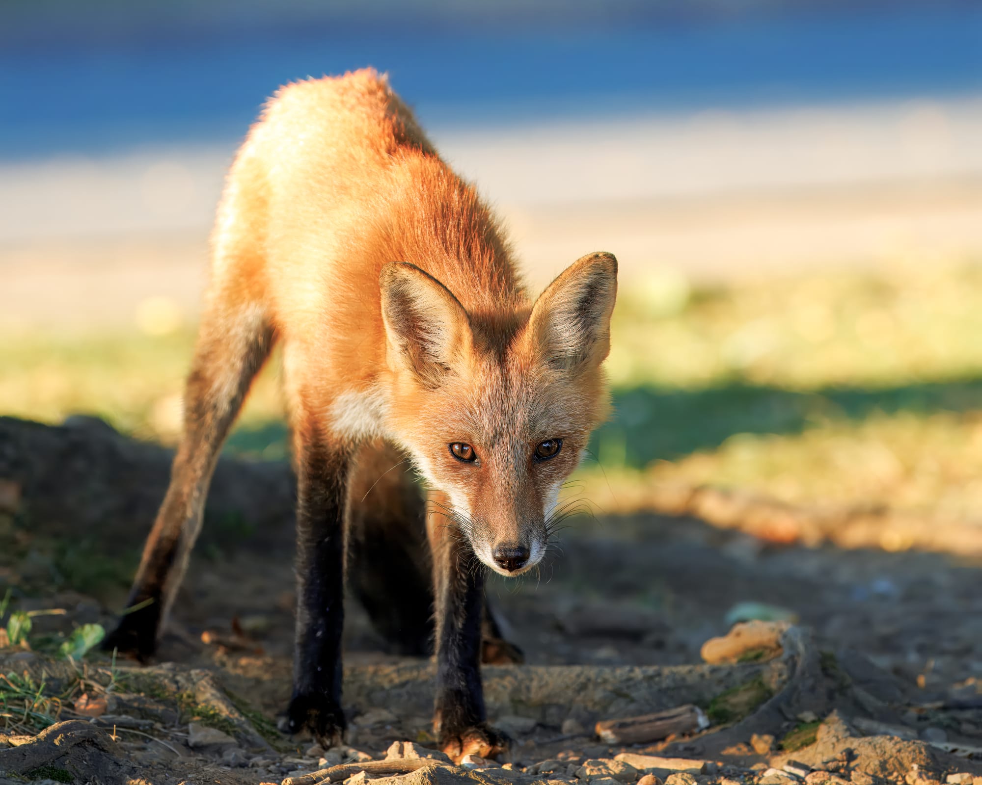 Digital Camera Magazine - Shenandoah Fox