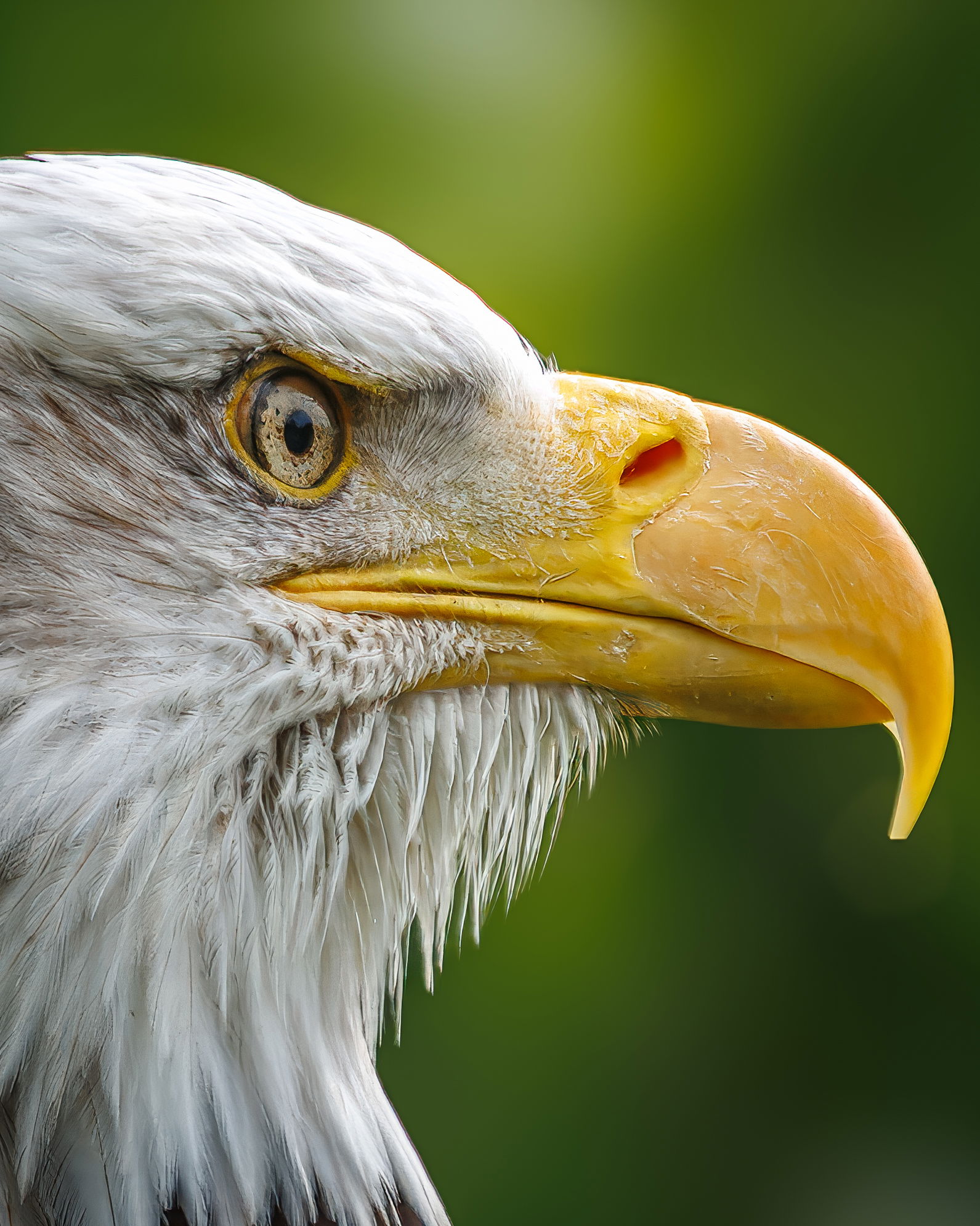 Canon - Bald Eagle