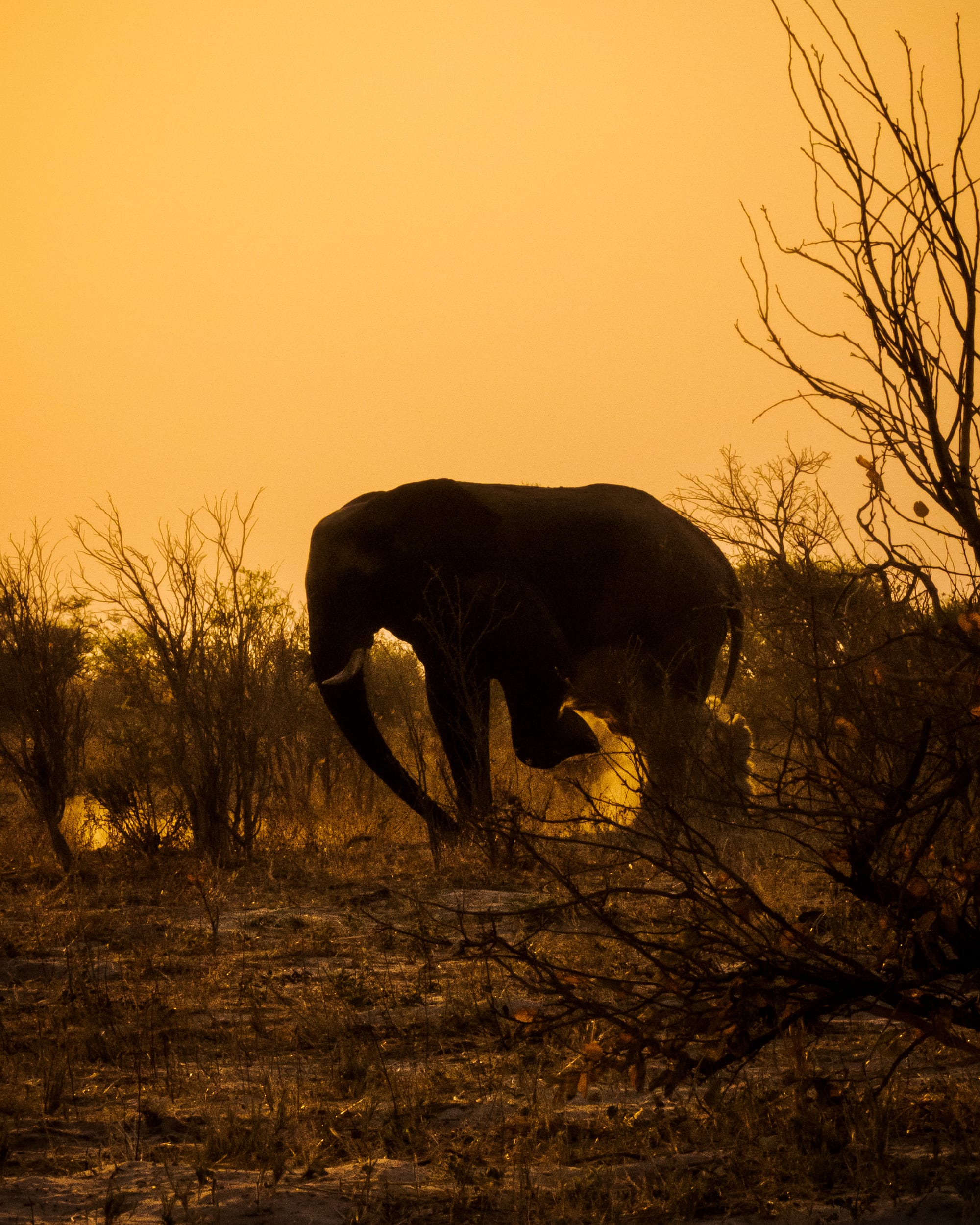 Dust Bath At Sunset