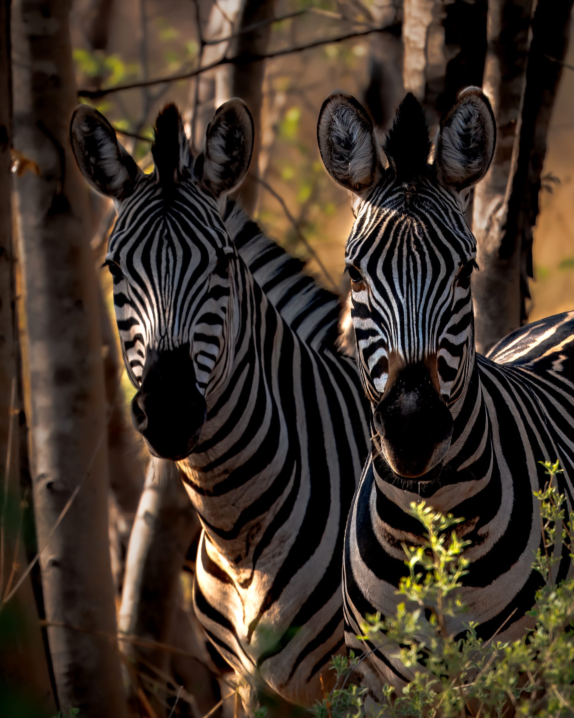 Zebra Twins