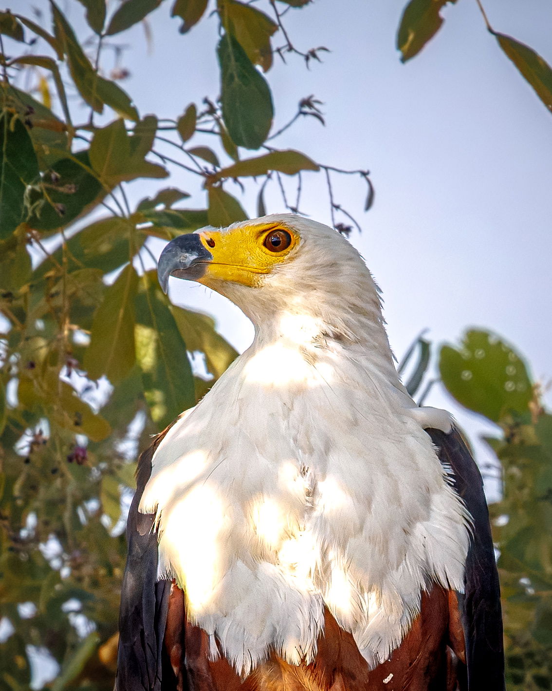 Fish Eagle Perched