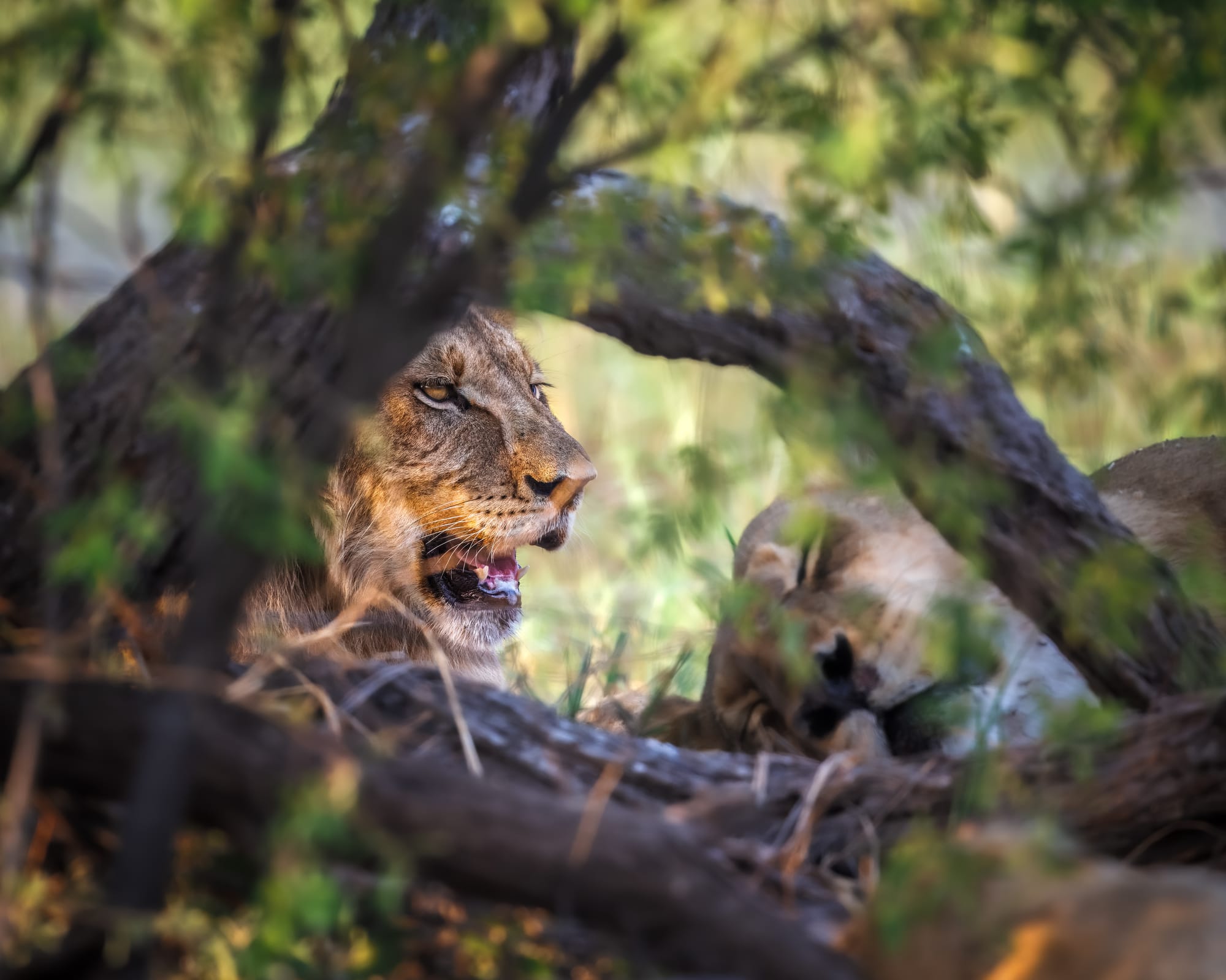 Lion Through the Bushes