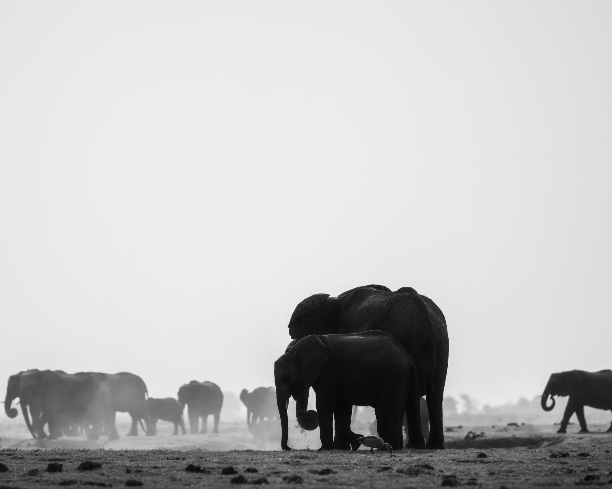Elephants Walking the Chobe Banks