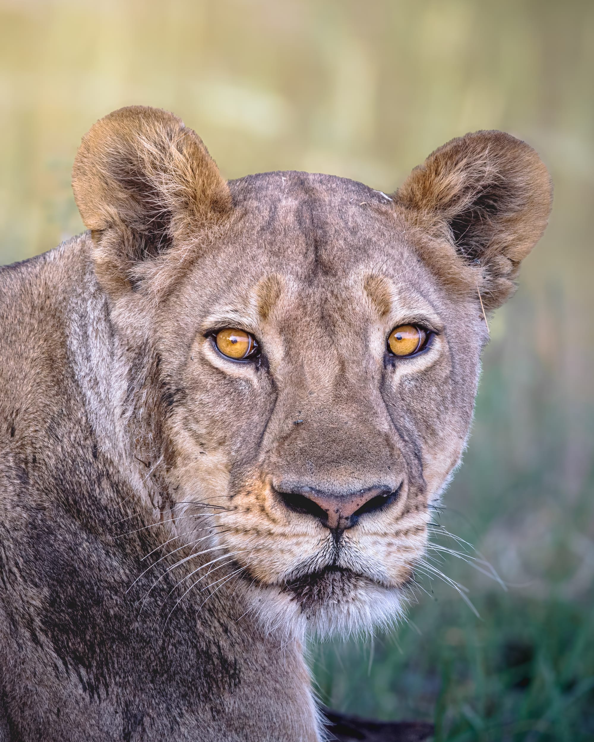 Lioness Stare
