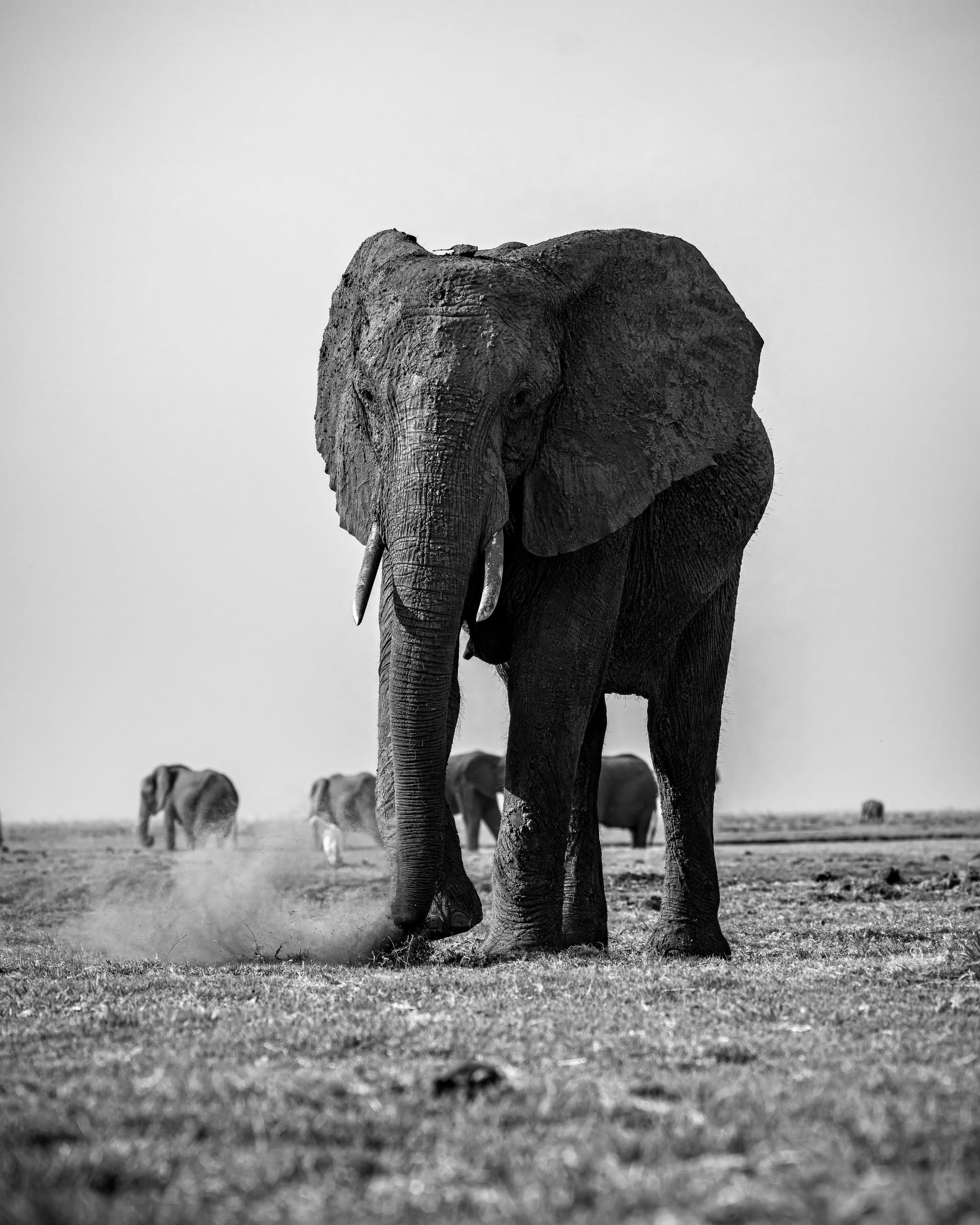 Elephant On the Chobe