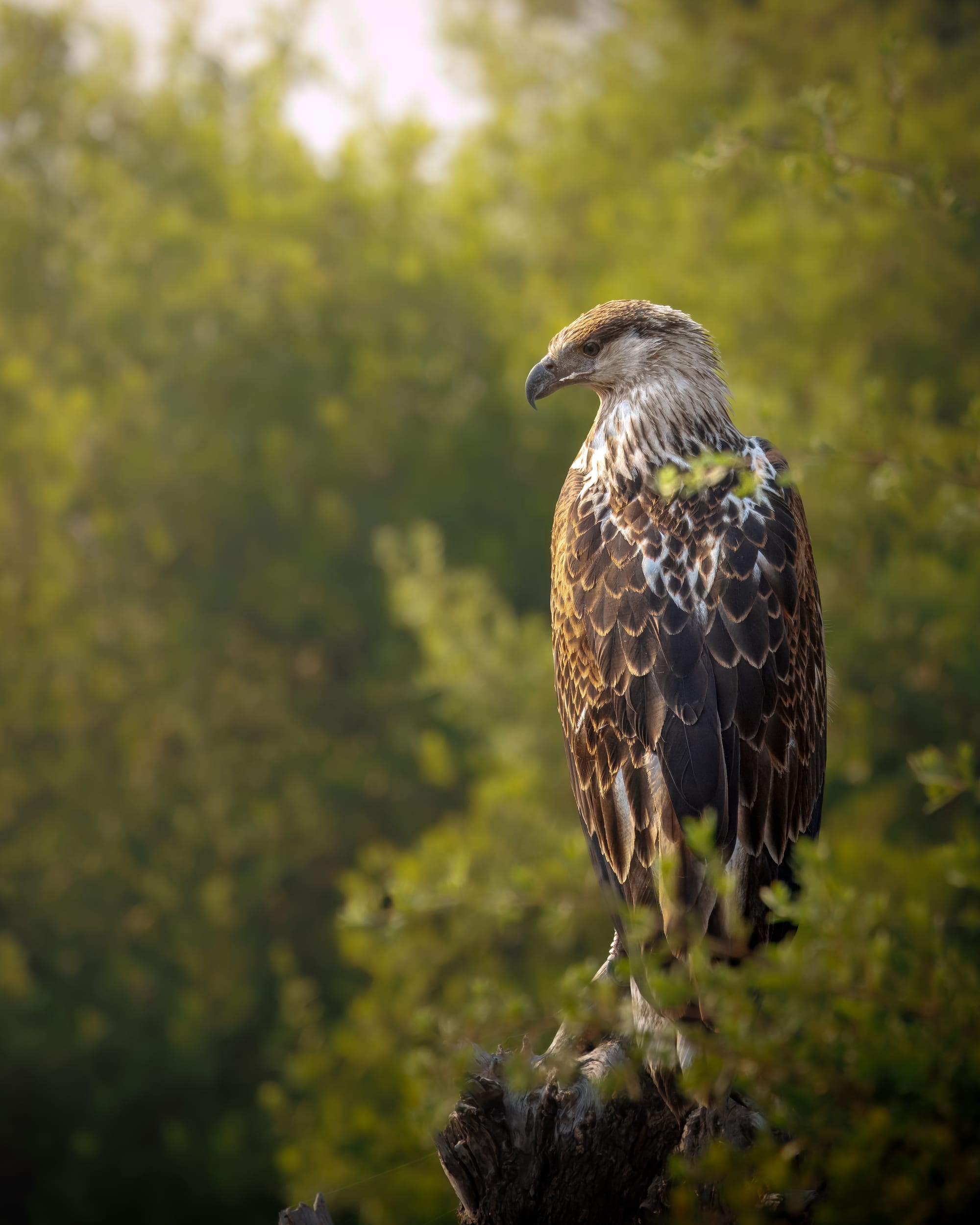 Golden Light Fish Eagle