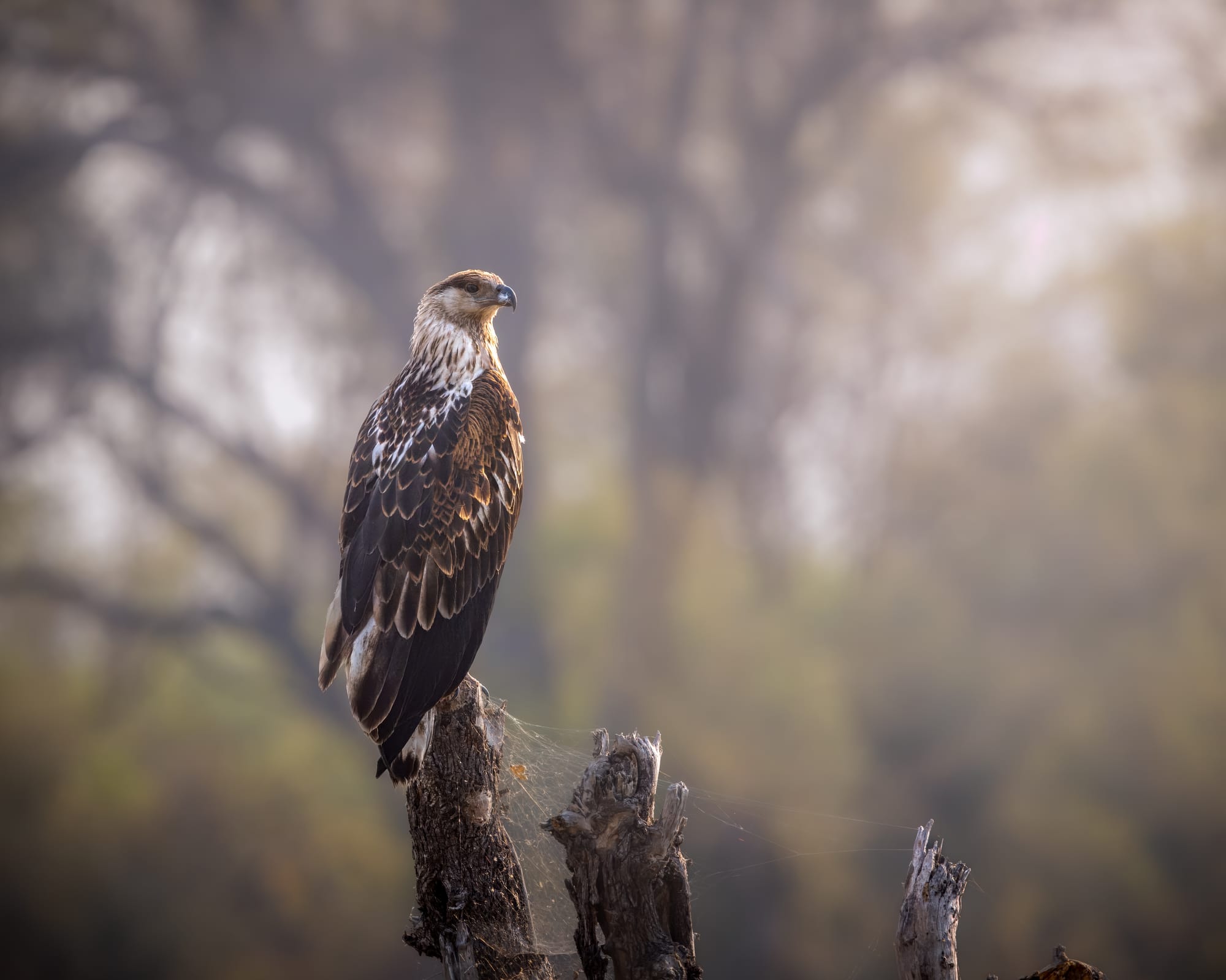 First Light Fish Eagle