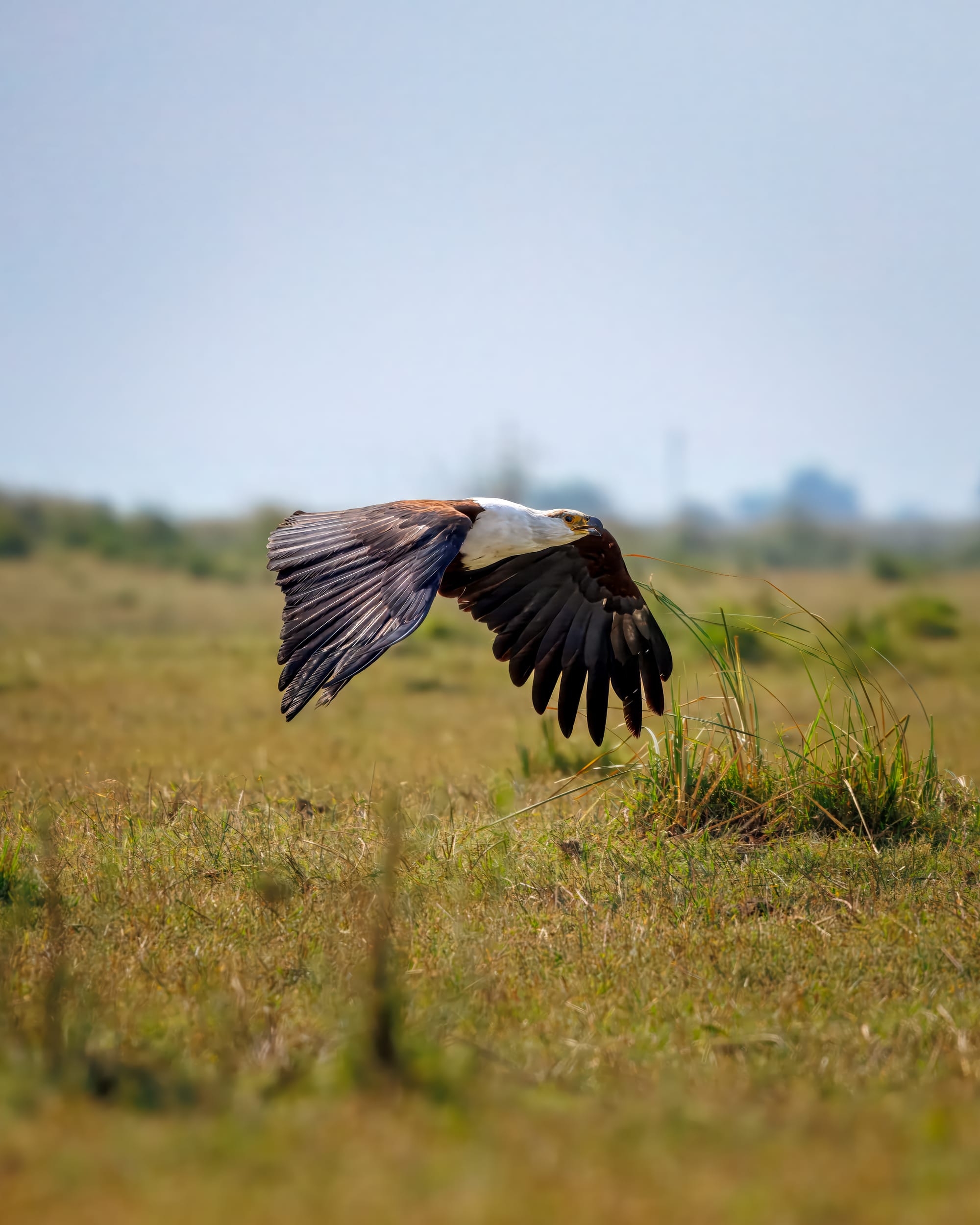 Fish Eagle In flight
