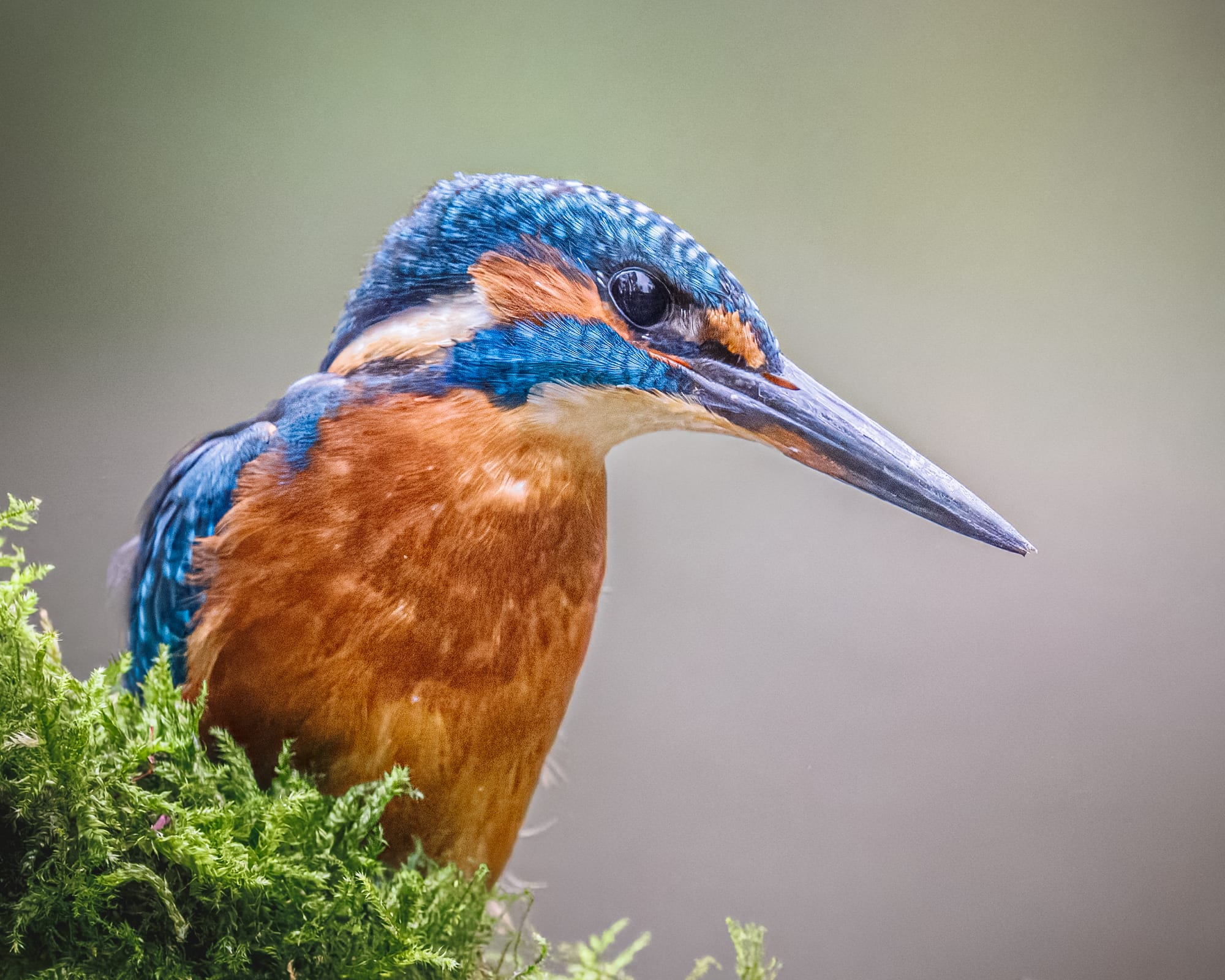 Kingfisher portrait