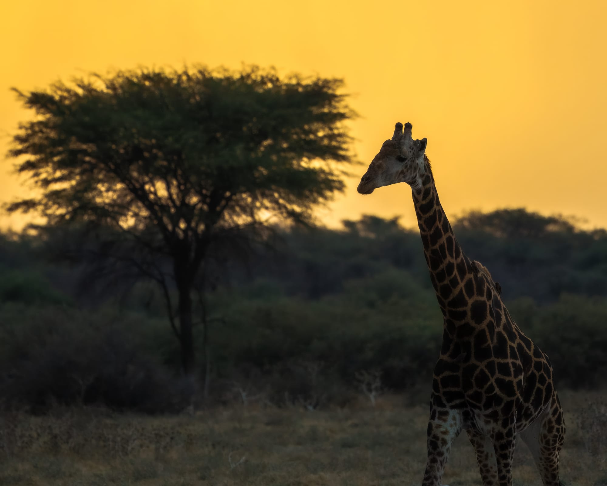 Giraffe Silhouette Sunset