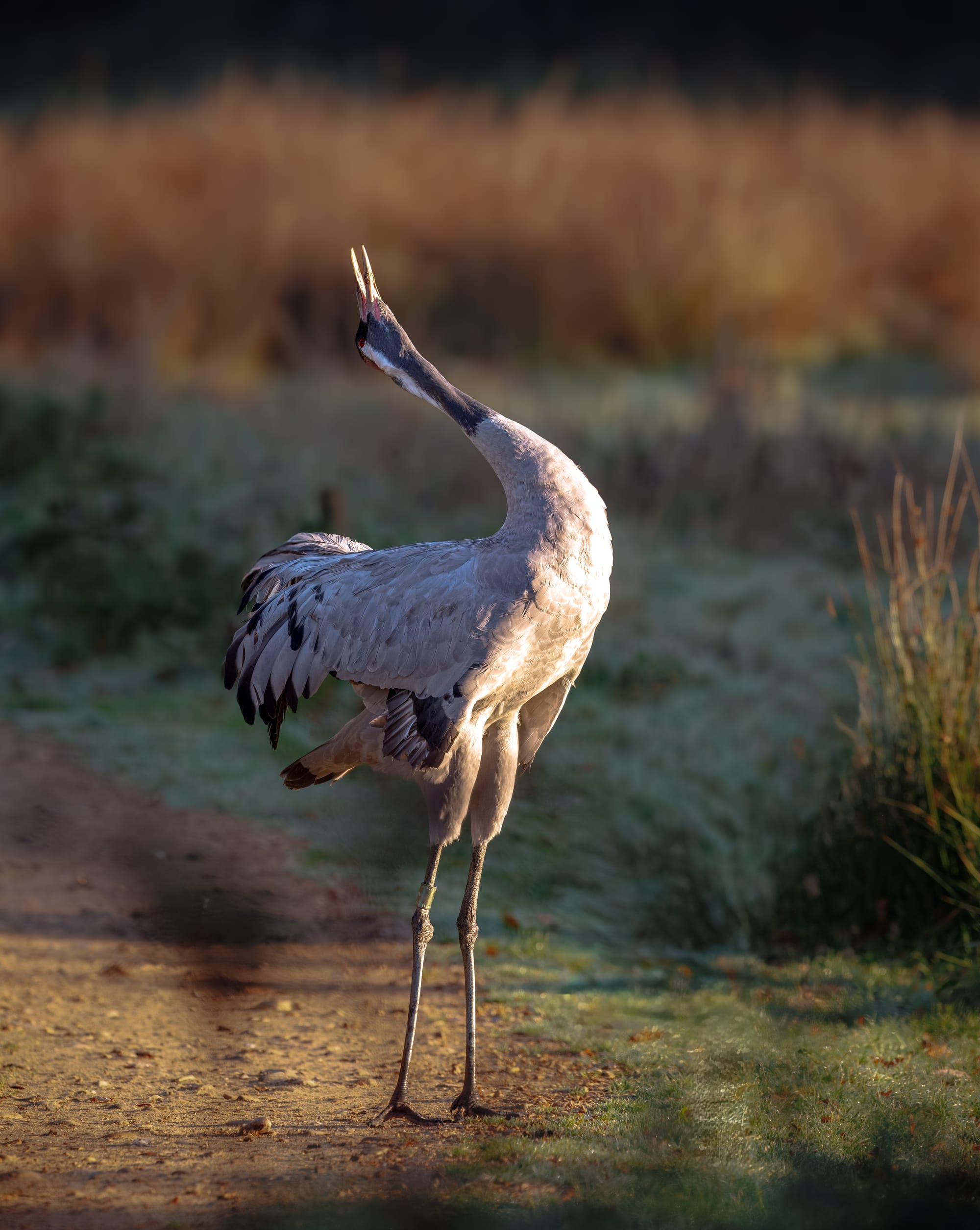 Eurasian crane calling