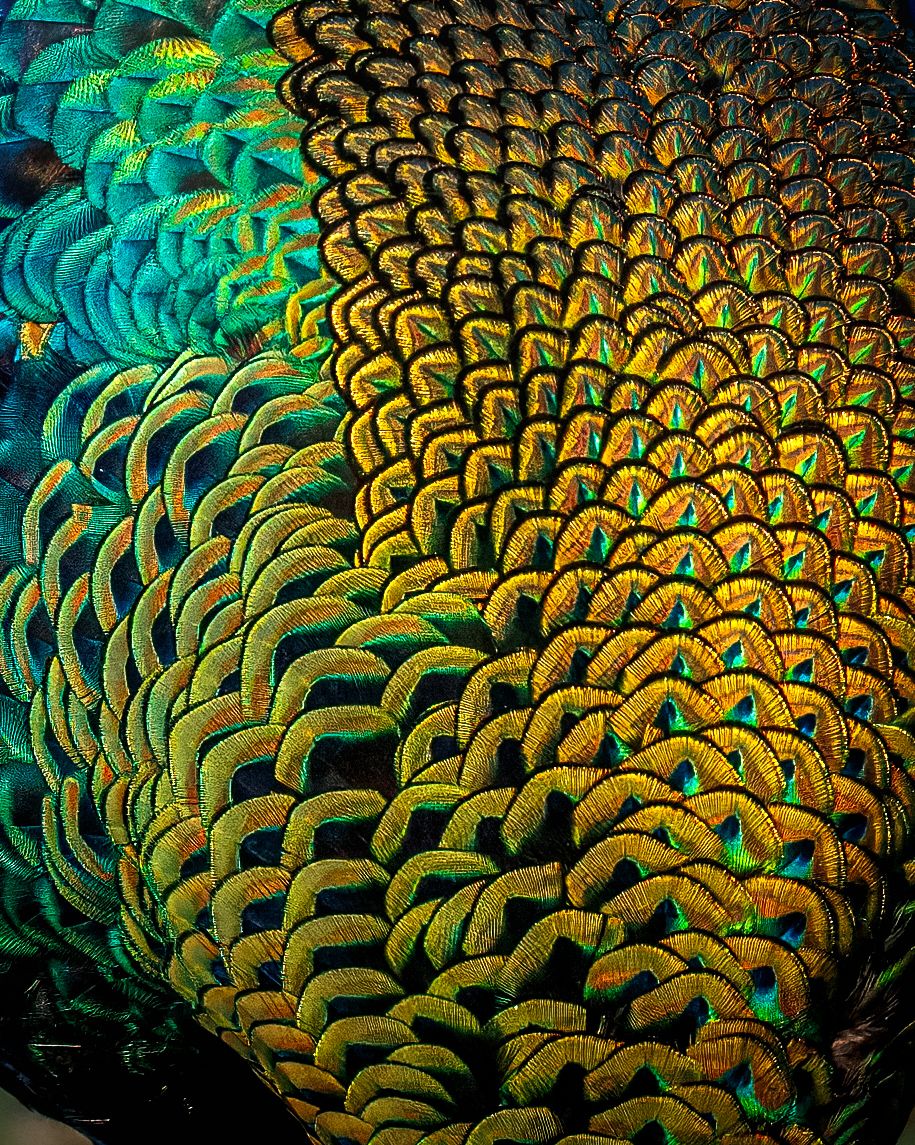 Digital Camera Magazine - Javan Peacock Feathers