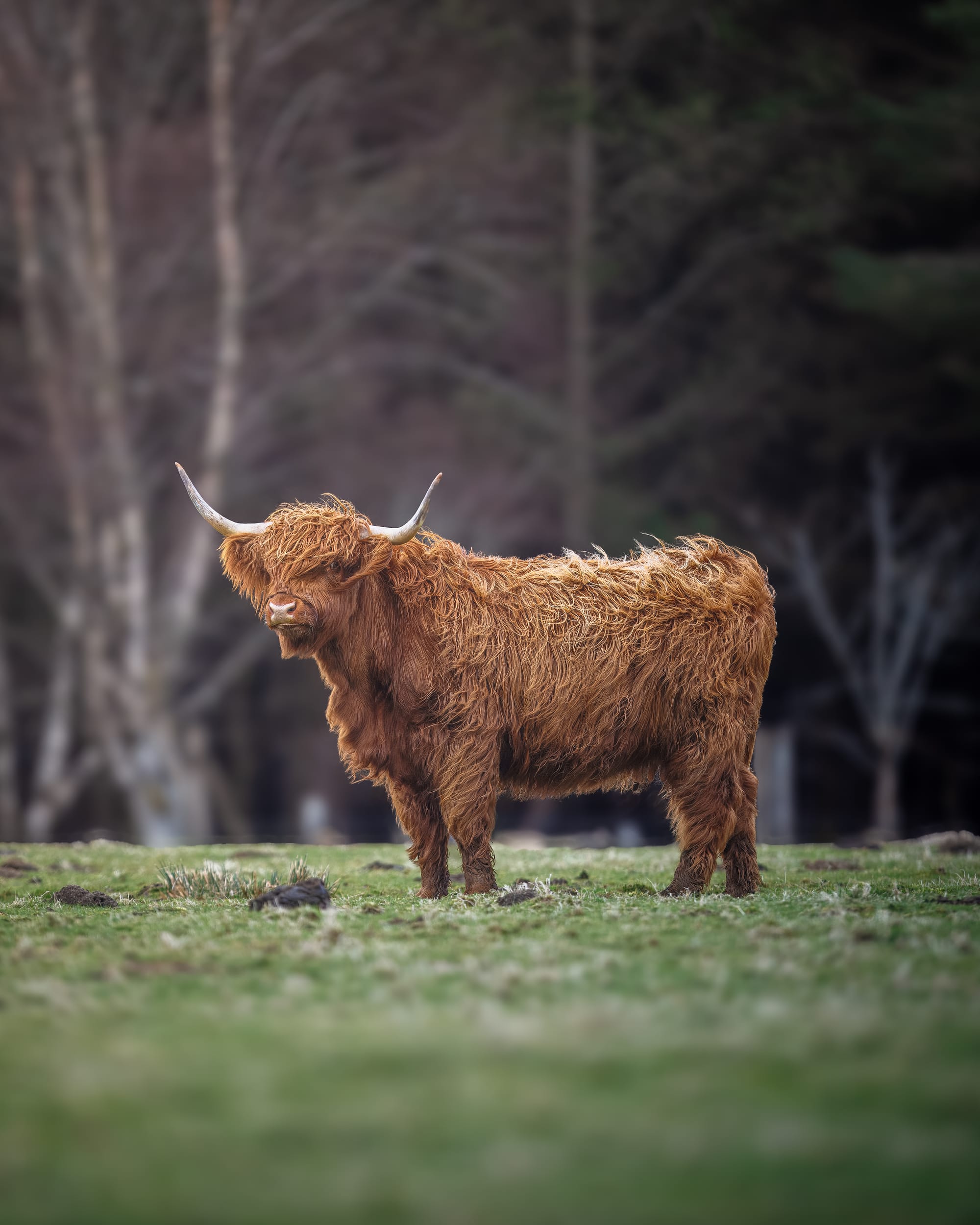 Canon - Highland Cow - May 26