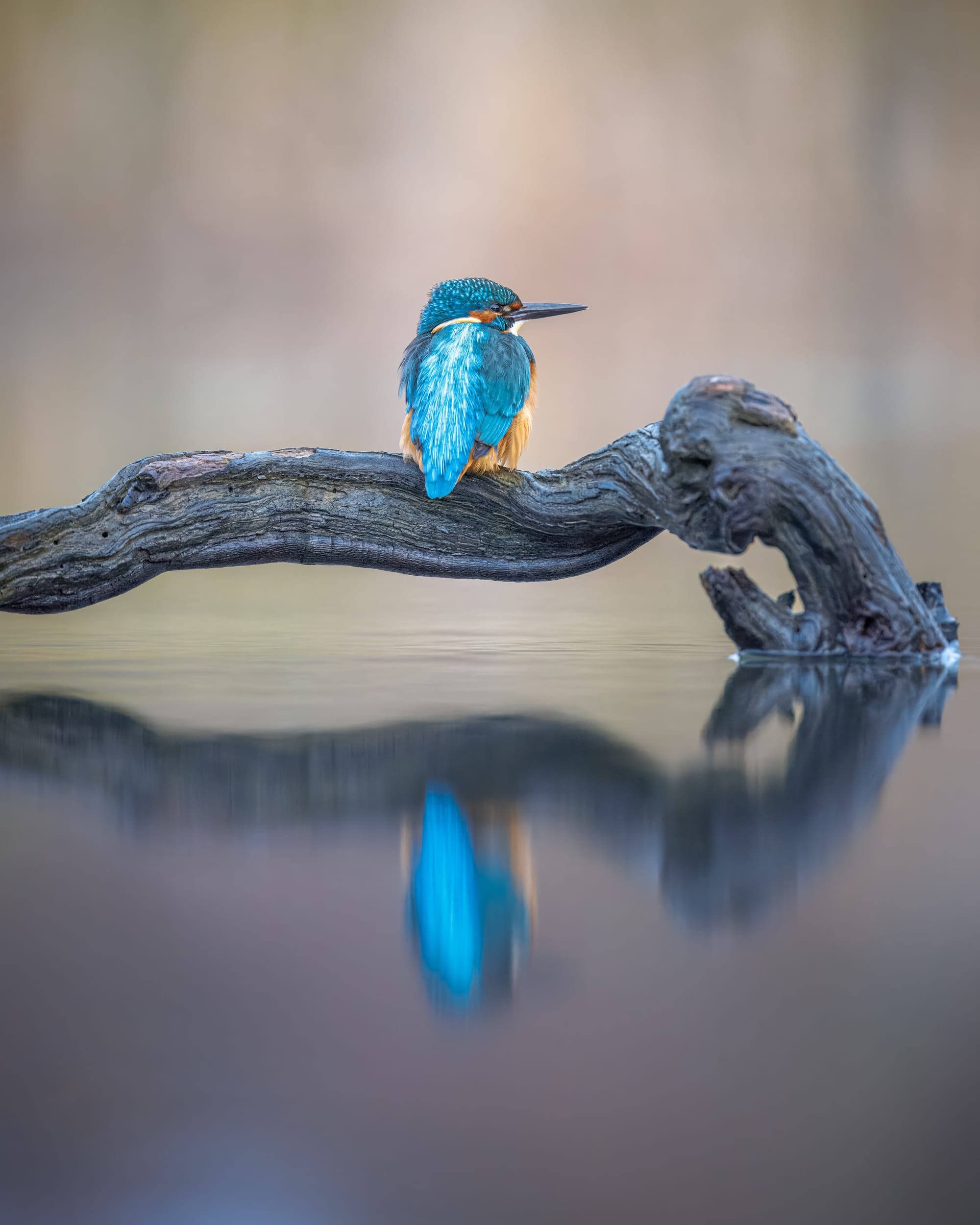 Canon - Kingfisher - Jan 26