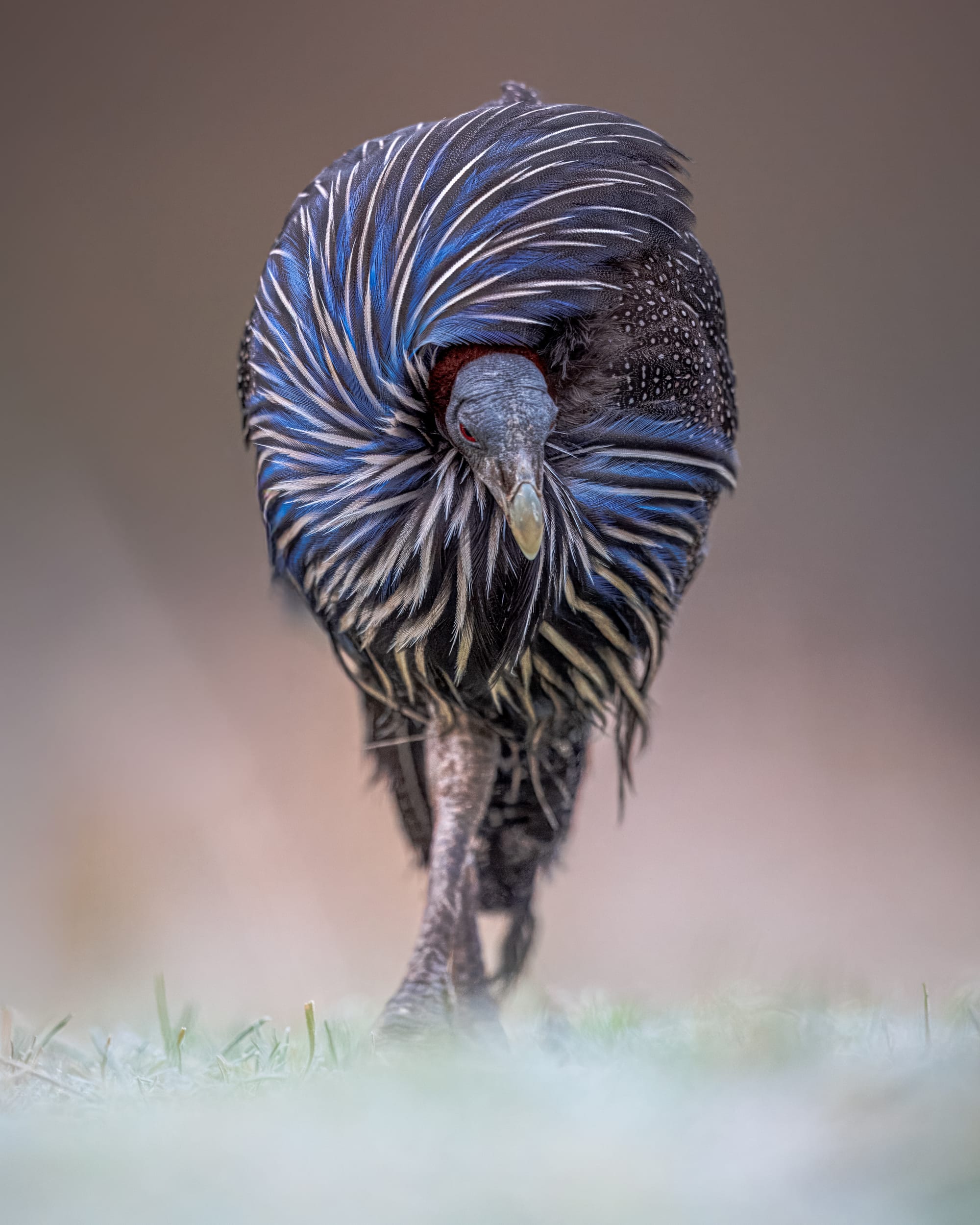 Canon - Vulturine Guineafowl- August 26