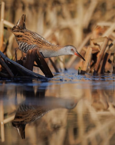 Digital Camera Magazine - Water Rail
