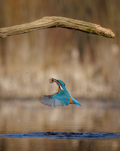 Digital Camera Magazine - Kingfisher