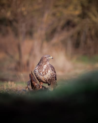 Norfolk Wildlife Trust - Buzzard Video