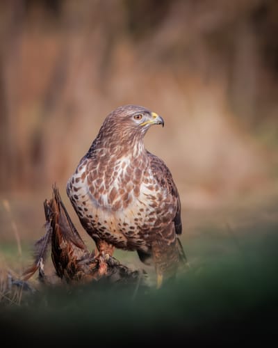 Norfolk Wildlife Trust - Photo of the Week - Buzzard