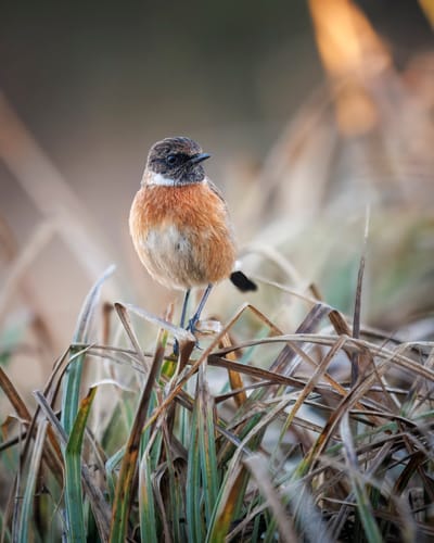 Amateur Photographer Magazine - Stonechat - Pic Of the Week