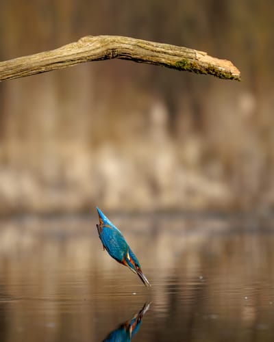 Canon - Diving Kingfisher
