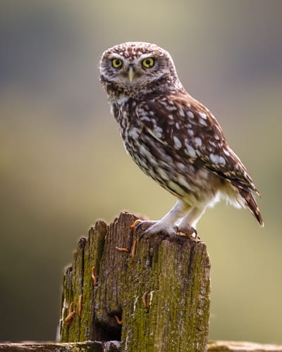 Digital Camera Magazine - Little Owl On Fence