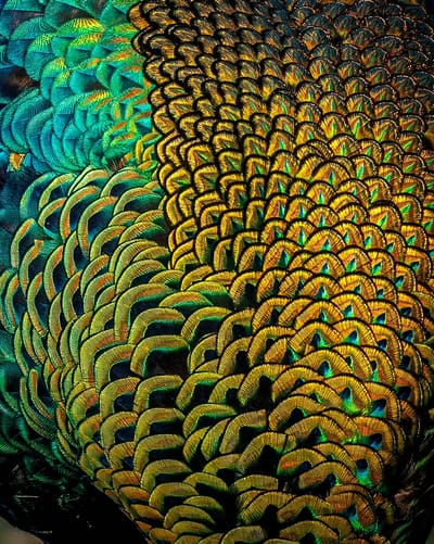 Digital Camera Magazine - Javan Peacock Feathers