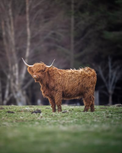 Canon - Highland Cow - May 26