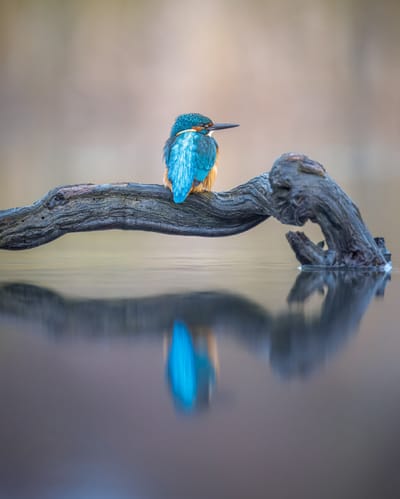 Canon - Kingfisher - Jan 26