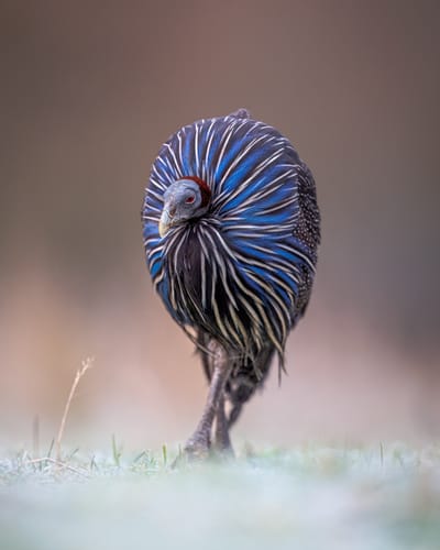 BIAZA - Photography Winner 2026 - Birds & Human Category - Featured in The Times, Telegraph & Daily Mail