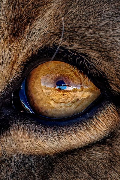 Discovery Chanel - Lions Eye- September 26