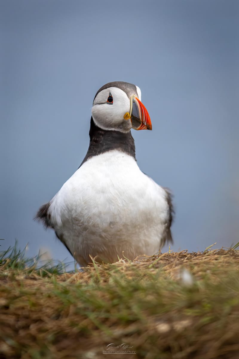 Puffins