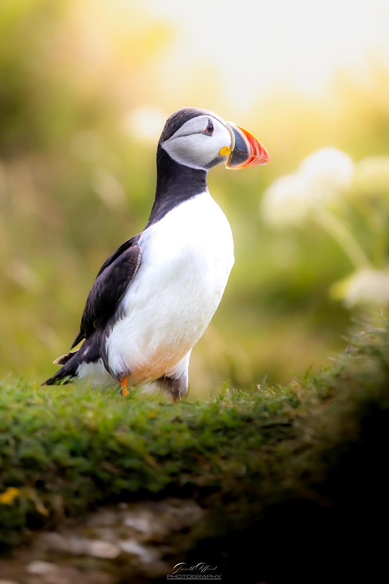 Puffins