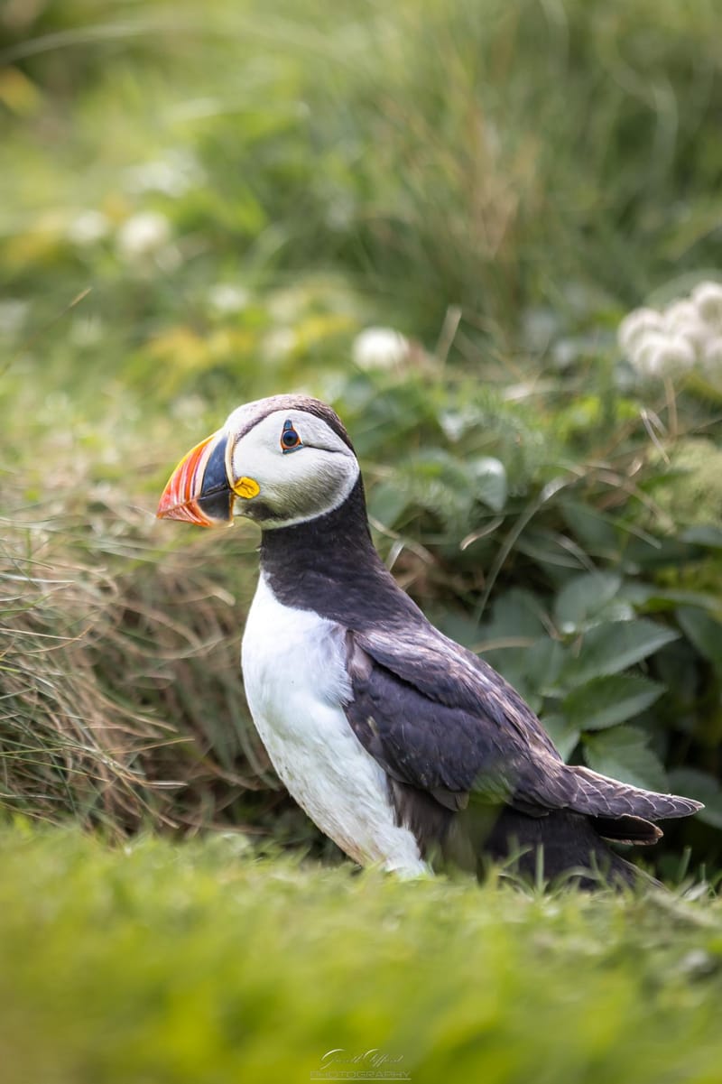 Puffins