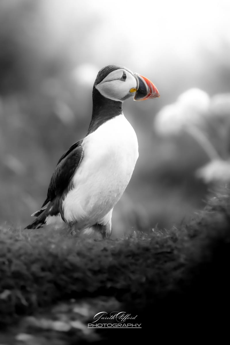 Puffins