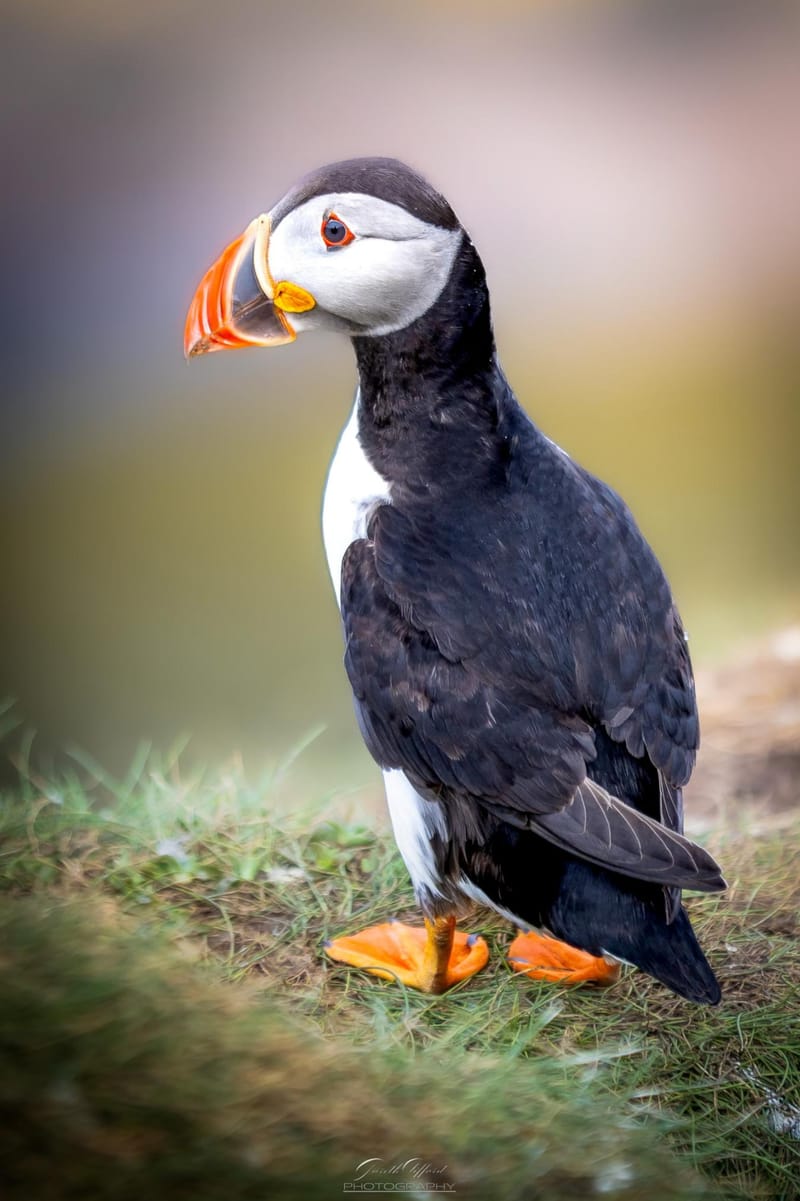 Puffins