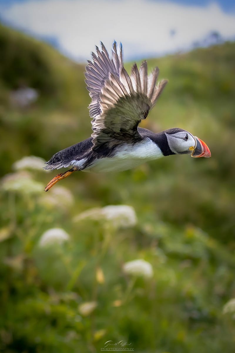 Puffins