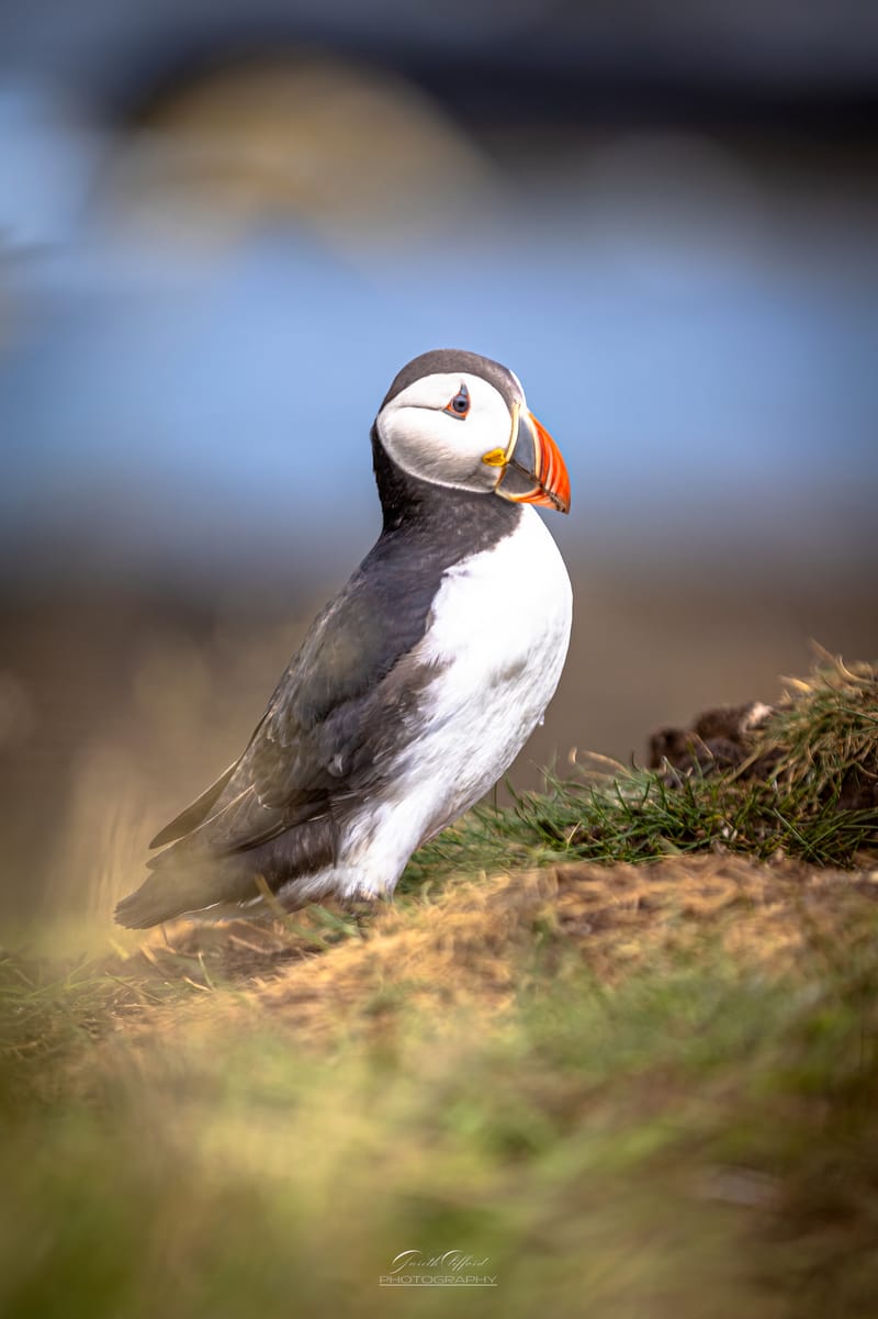 Puffins